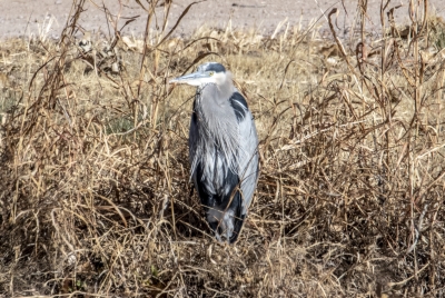 Grey Heron Bosque del Apache Dec 2018